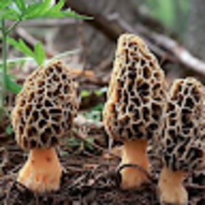 Meet your Posher, Aaron